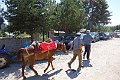 DSC00985