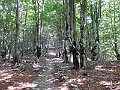 IMG_0202
