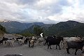 DSC04616