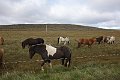 Kálfshamarsvík,