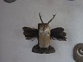 IMG_1282