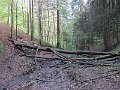 IMG_7329