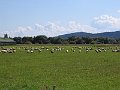 IMG_5667