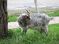 IMG_0368