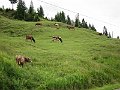 IMG_0370