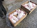 IMG_0517