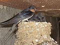 IMG_1767