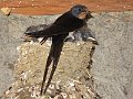 IMG_1797